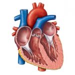 1453148715 Human Heart Anatomy