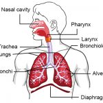 450 respiratory system diagram