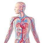 CirculatorySystem Full view cropped