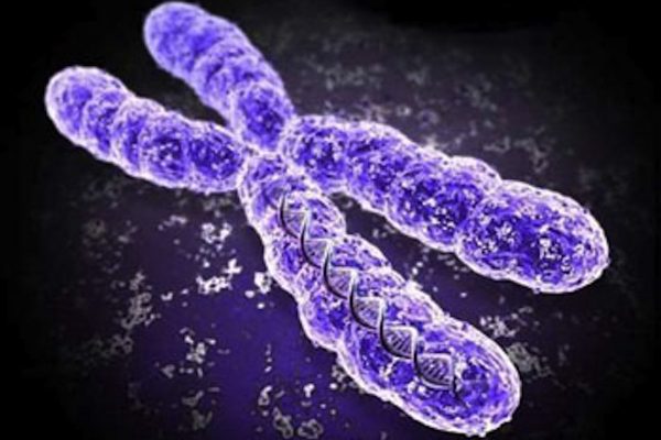 chromosome.png