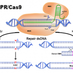 crispr 1