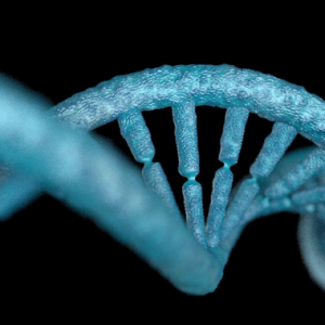 dna primer nbnc