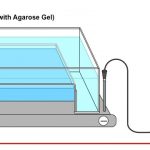 gel electrophoresis