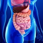 hero gastro intestinal colon intestines 0