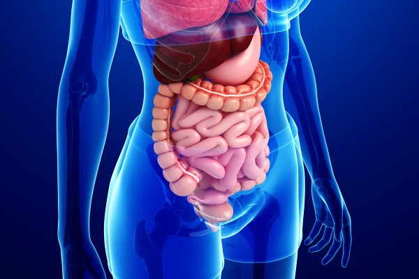 hero gastro intestinal colon intestines 0
