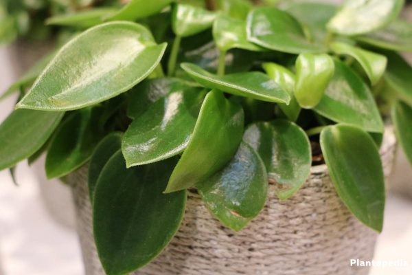 plant physiology